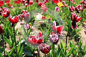 Delicate tulip Triumph Armani