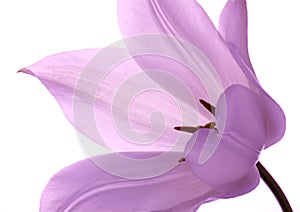 Delicate tulip