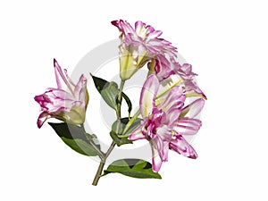 Delicate varietal Roselily Kendra Lily isolated on white background. Beautiful still life. Flower in the shape of a star.