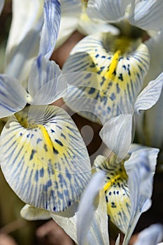 Delicate veined patterns on petals of dwarf iris in sunlight