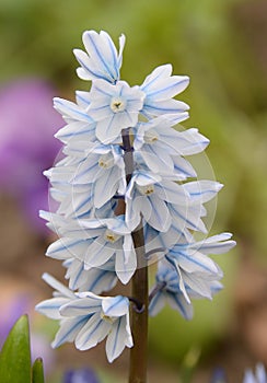 Delicate veining of stem of Russian squill