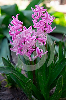 Spring flowers in the garden. Beautiful pink hyacinth. photo