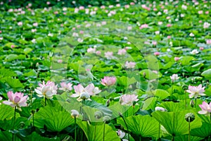 Delicate vivid pink and white water lily flowers Nymphaeaceae in full bloom and green leaves on a water surface in a summer