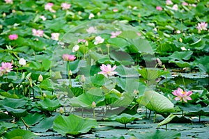 Delicate vivid pink and white water lily flowers Nymphaeaceae in full bloom and green leaves on a water surface in a summer