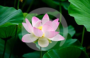 Delicate vivid pink and white water lily flowers Nymphaeaceae in full bloom and green leaves on a water surface in a summer