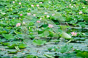 Delicate vivid pink and white water lily flowers Nymphaeaceae in full bloom and green leaves on a water surface in a summer