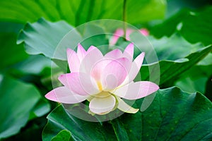 Delicate vivid pink and white water lily flowers Nymphaeaceae in full bloom and green leaves on a water surface in a summer