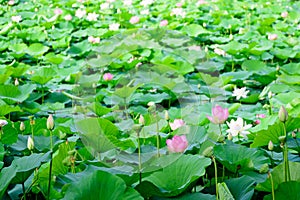 Delicate vivid pink and white water lily flowers Nymphaeaceae in full bloom and green leaves on a water surface in a summer