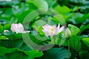 Delicate vivid pink and white water lily flowers Nymphaeaceae in full bloom and green leaves on a water surface in a summer