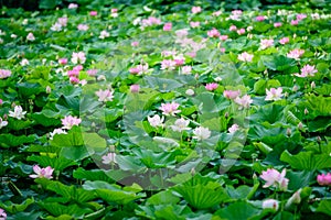 Delicate vivid pink and white water lily flowers Nymphaeaceae in full bloom and green leaves on a water surface in a summer