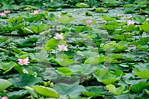 Delicate vivid pink and white water lily flowers Nymphaeaceae in full bloom and green leaves on a water surface in a summer