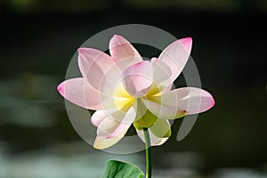 Delicate vivid pink and white water lily flowers Nymphaeaceae in full bloom and green leaves on a water surface in a summer