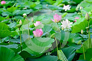 Delicate vivid pink and white water lily flowers Nymphaeaceae in full bloom and green leaves on a water surface in a summer