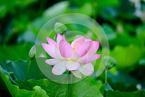 Delicate vivid pink and white water lily flowers Nymphaeaceae in full bloom and green leaves on a water surface in a summer