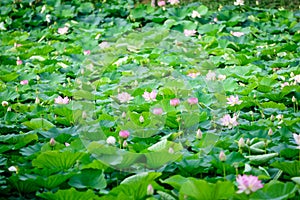 Delicate vivid pink and white water lily flowers Nymphaeaceae in full bloom and green leaves on a water surface in a summer