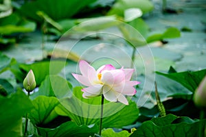 Delicate vivid pink and white water lily flowers Nymphaeaceae in full bloom and green leaves on a water surface in a summer