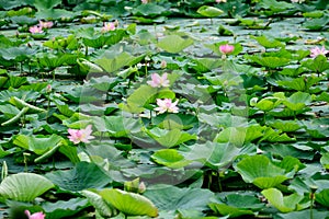 Delicate vivid pink and white water lily flowers Nymphaeaceae in full bloom and green leaves on a water surface in a summer