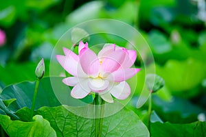 Delicate vivid pink and white water lily flowers Nymphaeaceae in full bloom and green leaves on a water surface in a summer