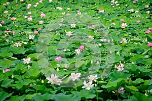 Delicate vivid pink and white water lily flowers Nymphaeaceae in full bloom and green leaves on a water surface in a summer