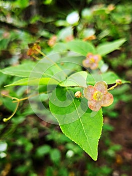 Delicate Warty-barked Spindle Euonymus verrucosus flowers