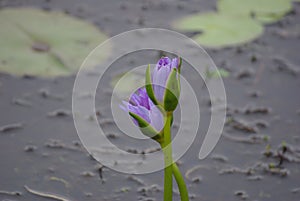Delicate water lily bud in Mapleton Lilyponds Queensland