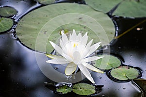 Delicate waterlily on a lake