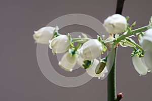 Delicate White Bellflowers in Bloom