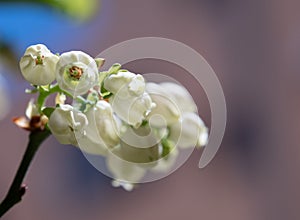 Delicate White Bellflowers in Bloom