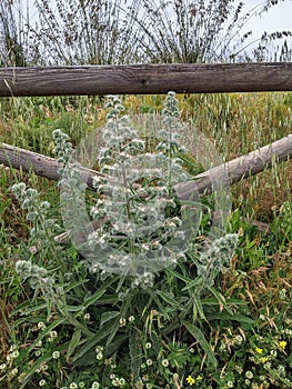 Delicate white bloom Echium italicumon the slopes of the mountains of Sicily