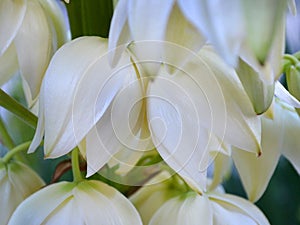 Delicate white campanulate flowers of Yucca blooms in August