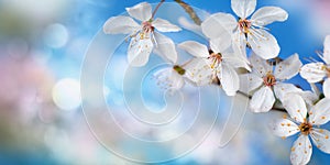 Delicate white cherry blossoms with blue bokeh background