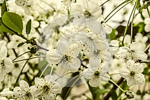 White cherry flowers on long peduncles photo