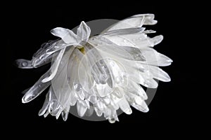 a delicate white chrysanthemum flower with a stem