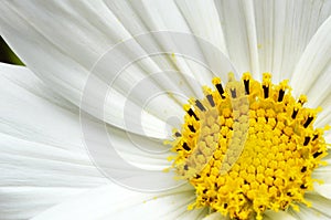 Delicate white cosmos flower with yellow stamen