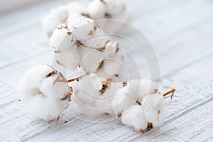 Delicate white cotton flowers branch