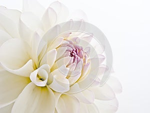 Delicate White Dahlia