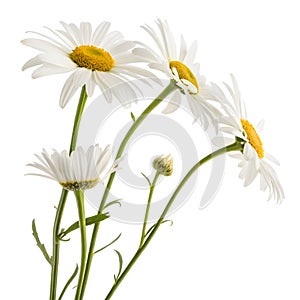 Delicate White Daisies isolated on white background