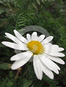 Delicate white daisy petals