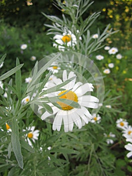 Delicate white daisy petals