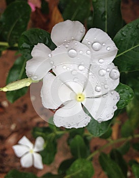 delicate white dew-wet flower