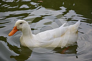 delicate white duck