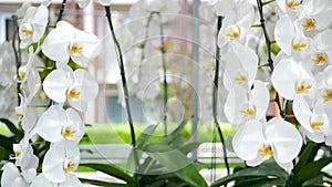 Delicate white elegant orchid flowers with yellow centers in sunlight. Close up macro of tropical petals in spring