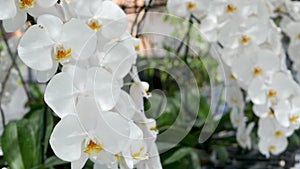 Delicate white elegant orchid flowers with yellow centers in sunlight. Close up macro of tropical petals in spring