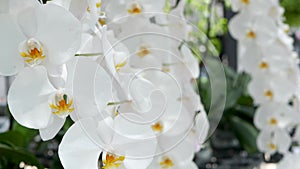 Delicate white elegant orchid flowers with yellow centers in sunlight. Close up macro of tropical petals in spring