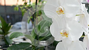 Delicate white elegant orchid flowers with yellow centers in sunlight. Close up macro of tropical petals in spring garden.