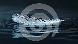 White Feather Floating on Dark Water Surface with Reflection