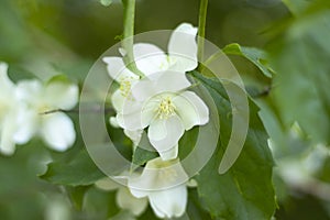 Delicate white flower on a background of green foliage