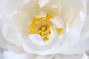 Delicate white flower bloom photo