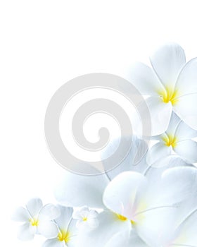 Delicate white flower bloom photo