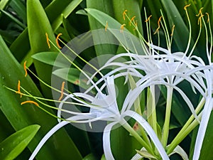 Delicate white flower in the Carribean